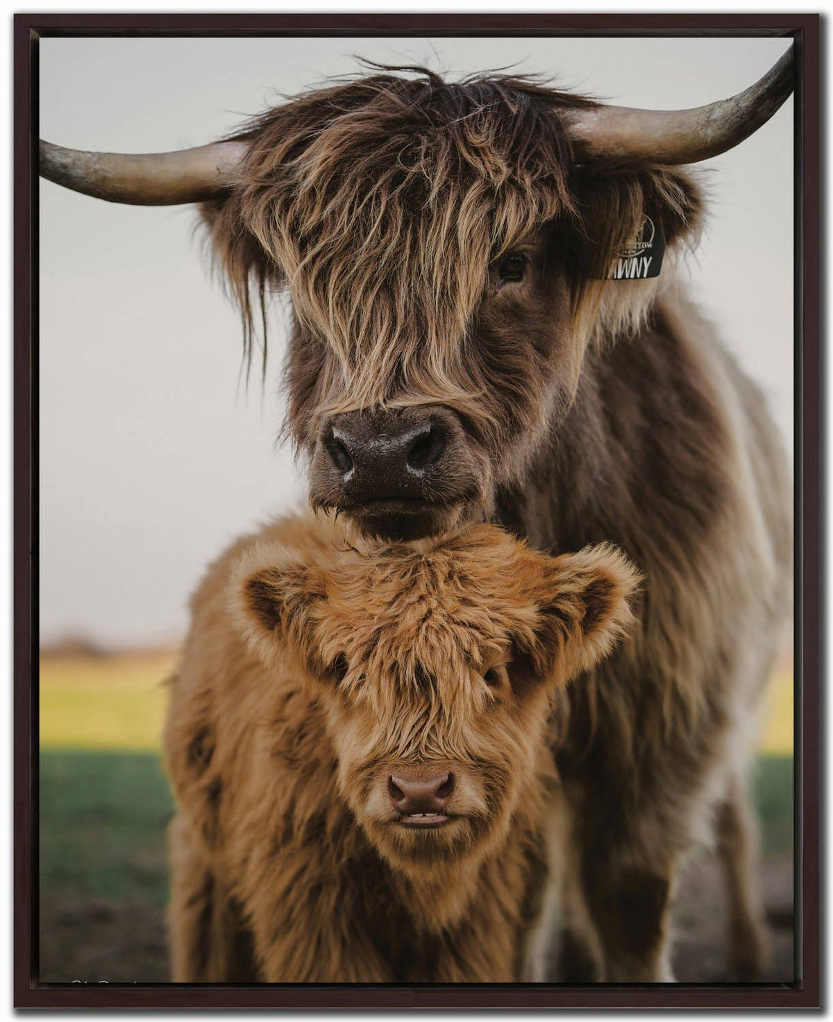 Mom and Zeke canvas wall art — Highland cow and calf
